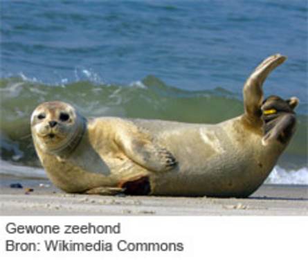 Gewone zeehond. Bron: Wikimedia Commons