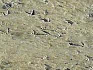 Afb. 1. Algenmat met vogelsporen.