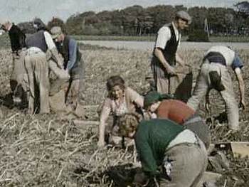 Aardappels rooien. Beeld: Friesch Filmarchief