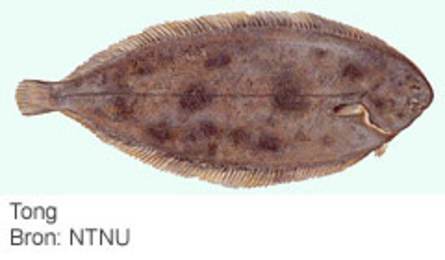 Tong. (Bron: NTNU)
