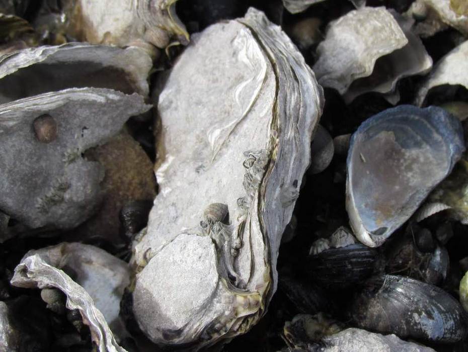Zeepokken groeien op oesters en op mosselen