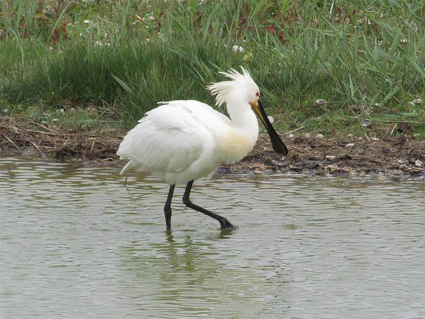 Lepelaar, één van de onderzoekssoorten van MetaWad. Foto: Waddenacademie.