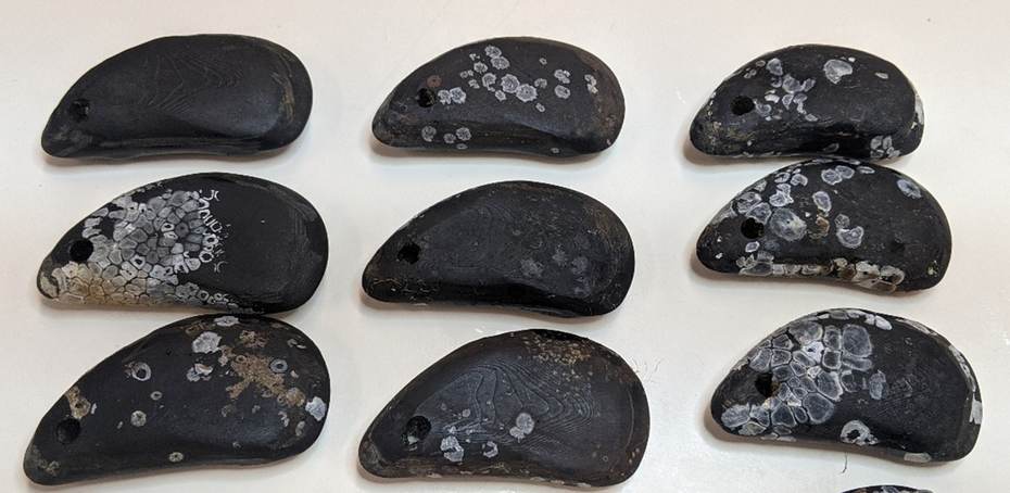 De 'robomossels' (temperatuurloggers) na het experiment. Foto: Rosa Jolma