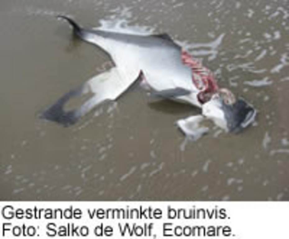 Gestrande verminkte bruinvis. Foto: Salko de Wolf, Ecomare.
