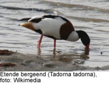 Etende Bergeend (tadoma tadoma), foto: wikimedia