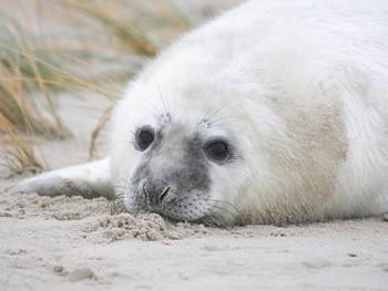Pup van een grijze zeehond. Foto: Saxifraga-Bart Vastenhouw.