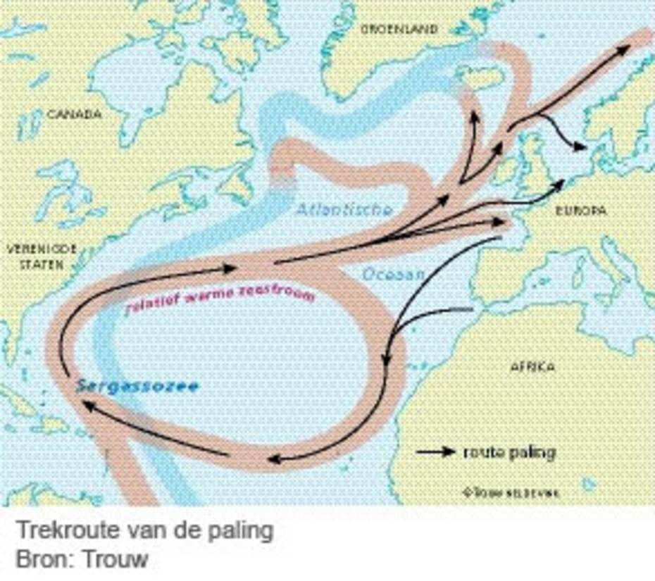 Trekroute van de paling. Bron: Trouw