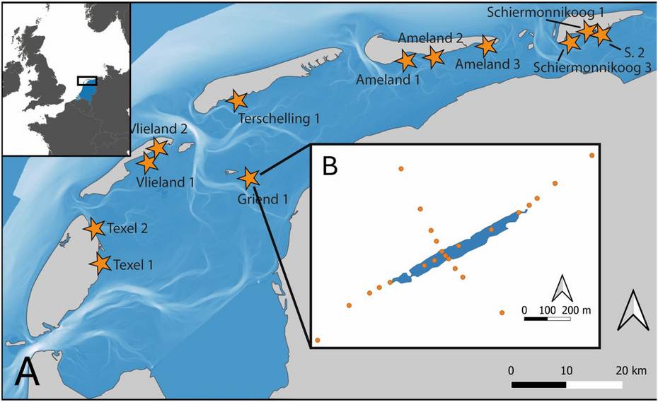 Locaties van de onderzochte mosselbanken in de Waddenzee. Bron: Coral et al.