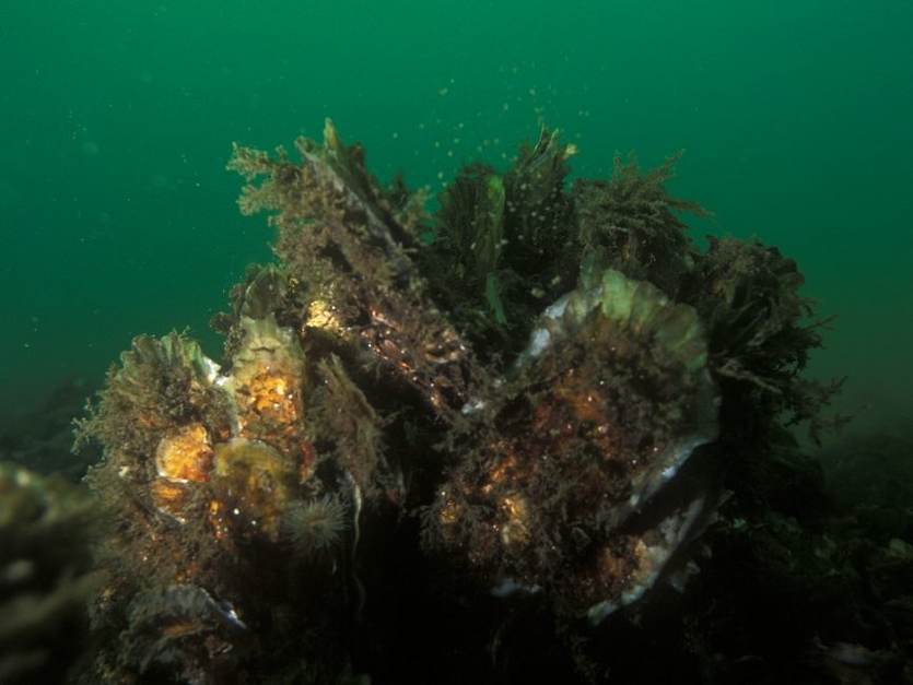 [Translate to english:] Platte oester, Ostrea edulis. Foto: Eric Gibus via freenatureimages.eu