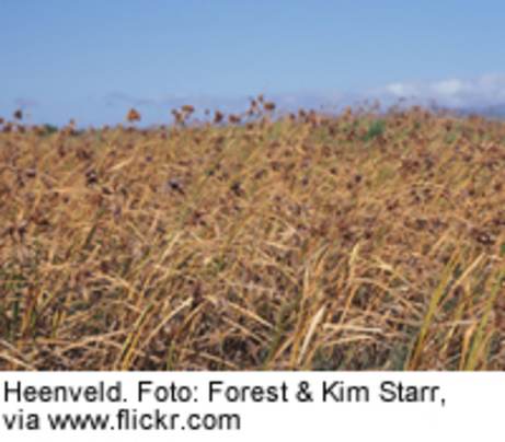 Heenveld. Foto: Forest en Kim Starr, via www.flickr.com