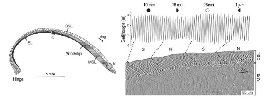 Een doorsnede van een kokkel waarbij de verschillen tussen doodtij (N) en springtij (S) zijn aangegeven. Zichtbaar is dat de  schelp sneller groeit bij doodtij. ISL = Binnenlaag van de schelp; MSL = middelste laag van de schelp; OSL = Buitenste laag van d