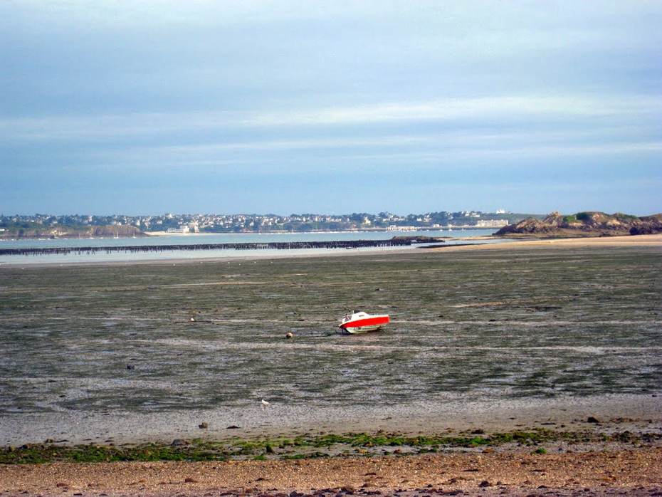 Klein zeegrasveld in St Jacut (Frankrijk). Foto: Laura Govers