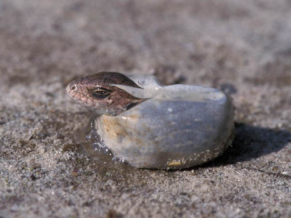 Een jonge zandhagedis komt uit het ei. Foto: Saxifraga-Udo van Uchelen