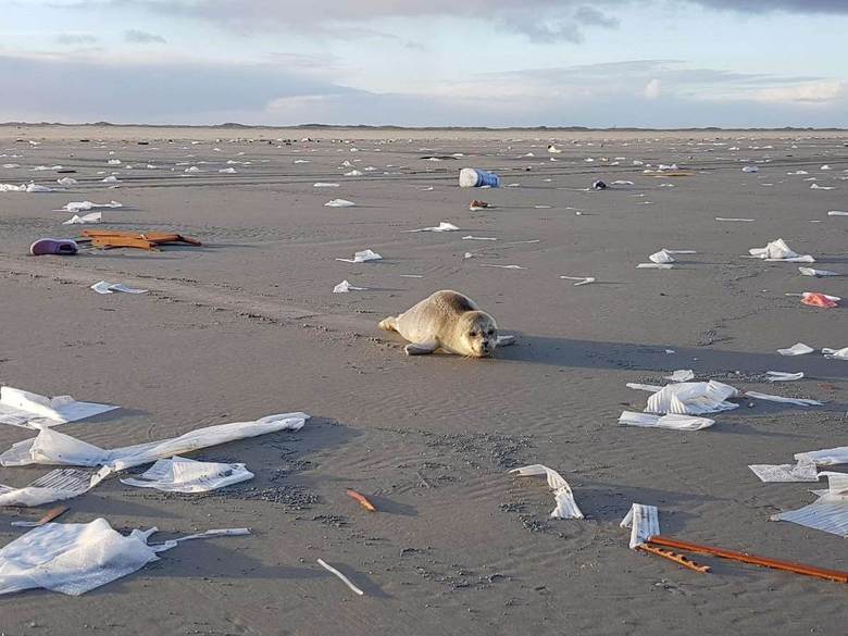 Een jonge zeehond tussen het aangespoelde afval van de MSC Zoe. Foto: Arnold van der Wal