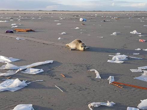 Zeehond tussen afval van de MSC Zoe. Foto: Arnold van der Wal