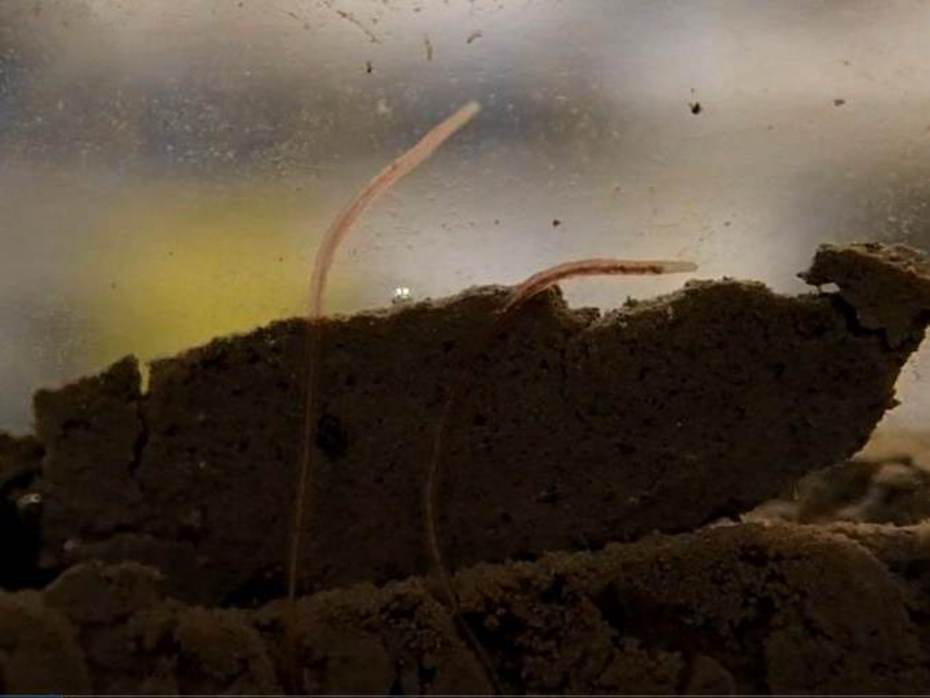 De staarten van de ringwormen steken boven het sediment uit en nemen zuurstof op. Bron: Marin van Regteren