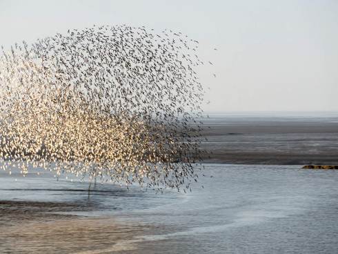 Vlucht vogels boven het wad. Foto: Jan Huneman