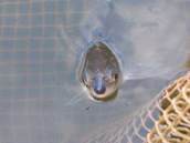 Spyhoppende houting in het net van een zegenvisser op het IJsselmeer. Bron: IMARES.