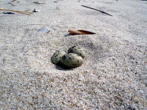 Eieren op het strand. Broedvogels Waddenzee. Foto: pixabay.
