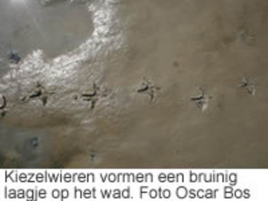 Kiezelwieren vormen een bruinig laagje op het wad. Foto: Oscar Bos