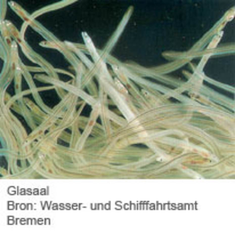 Glasaal. Bron: Wasser- und Schiffartsamt Bremen