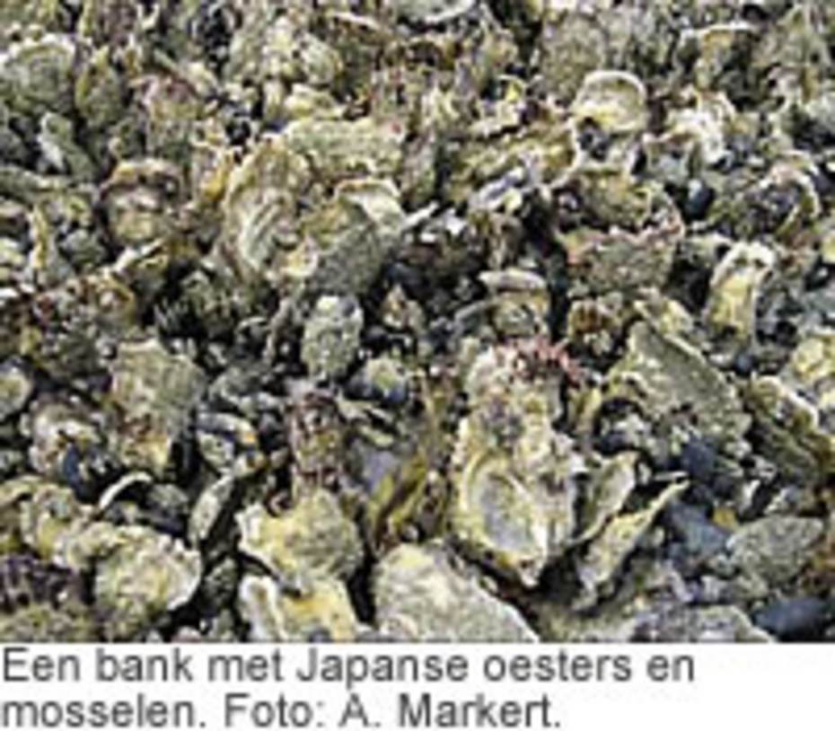 Een bank met Japanse oesters en mosselen. Foto: A. Markert.