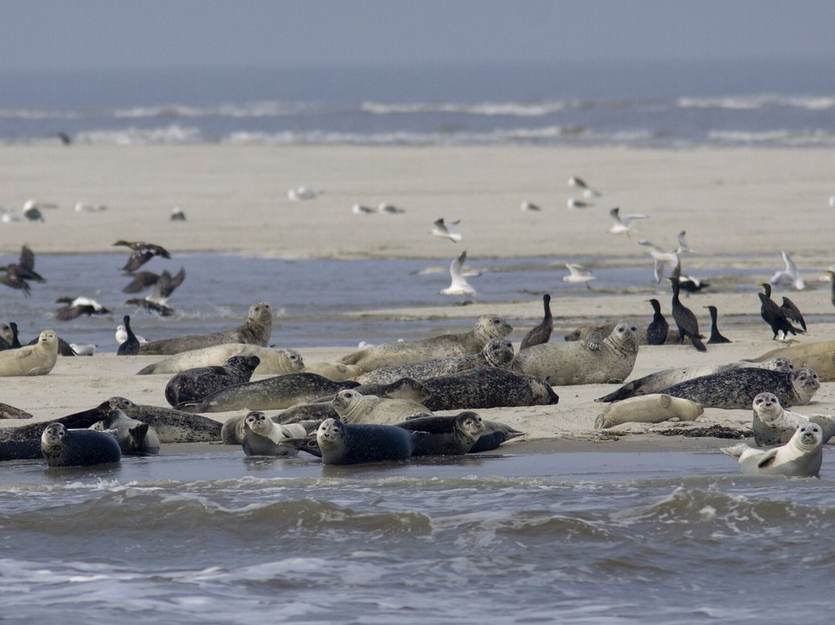 Gewone zeehonden rusten uit op een wadplaat. Foto: Mark Zekhuis via Saxifraga