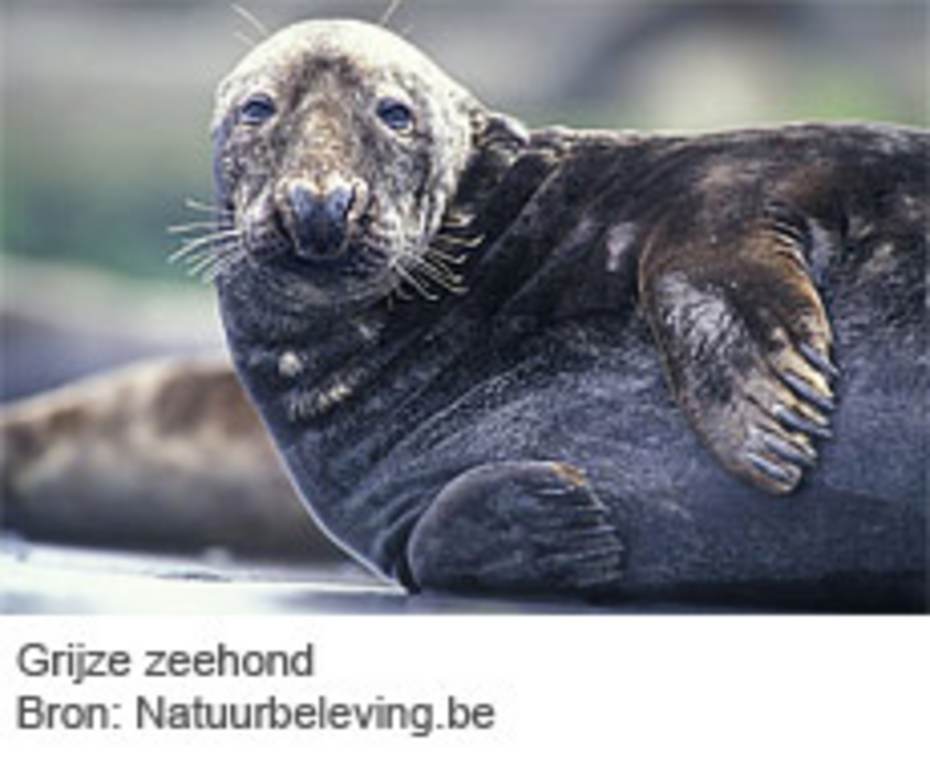 Grijze zeehond. Bron: natuurbeleving.be