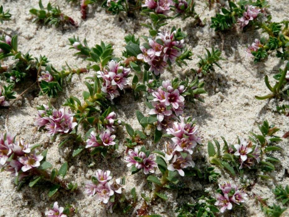 Melkkruid (foto Willie Riemersma) Melkkruid (foto Willie Riemersma)