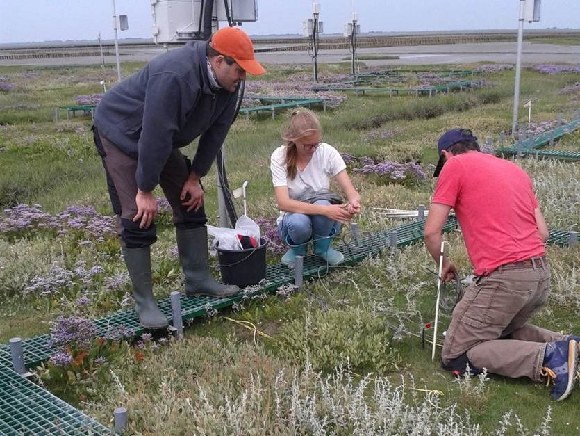[Translate to english:] Researchers at work on the salt marshes. Foto: Stefanie Nolte