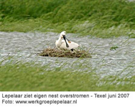Lepelaar ziet eigen nest overstromen. (Boot 2007 op http://www.werkgroeplepelaar.nl/nieuws.htm)