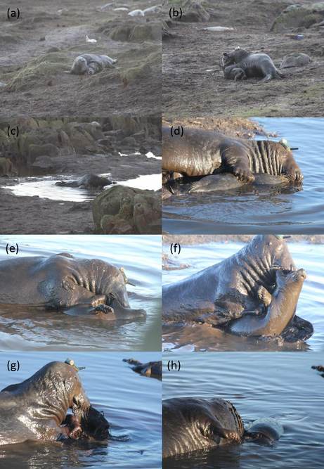 Grijze zeehond stappen aanval