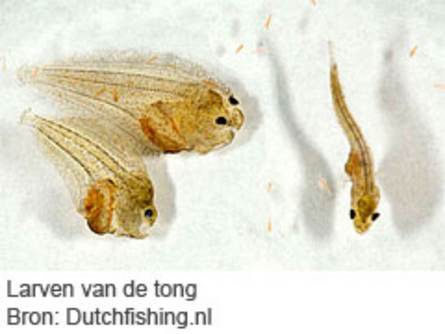 Larven van de tong. (Bron: Dutchfishing.nl)