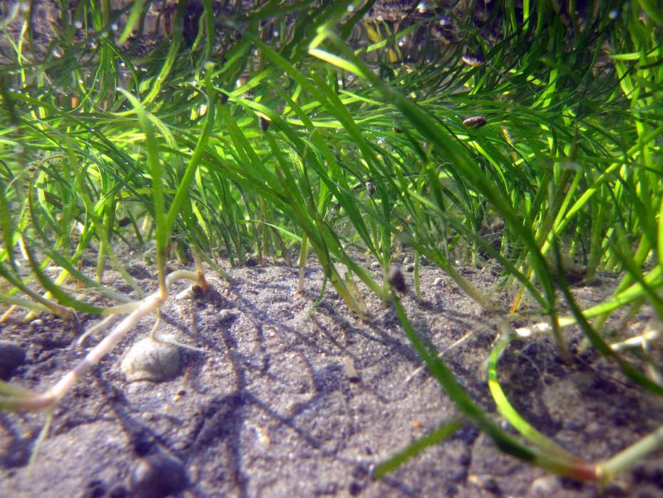 Klein zeegras in de Oosterschelde. Foto: Laura Govers