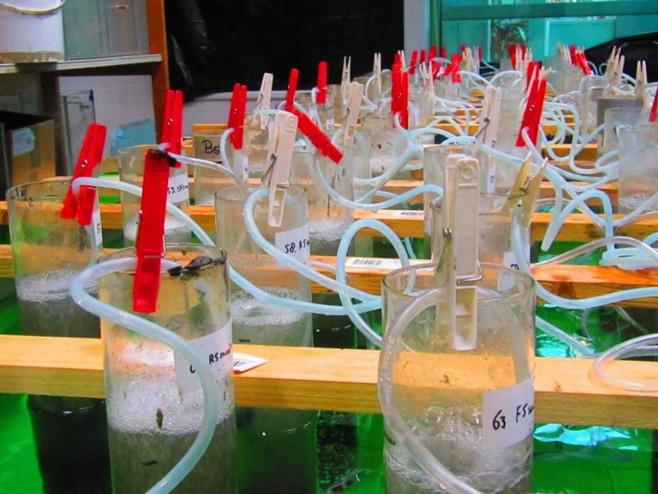 Onderzoek naar Phytophtera. Foto: Laura Govers