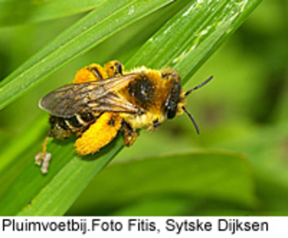 Pluimvoetbij. Foto: Foto Fitis Sytske Dijksen