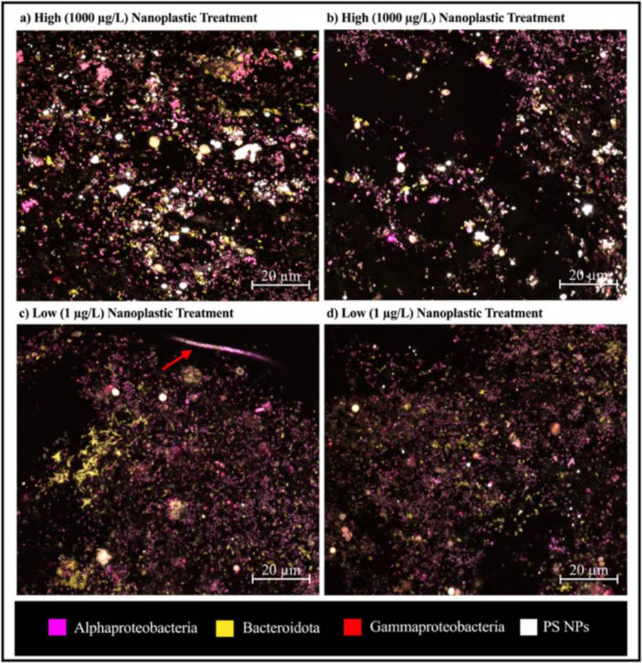 Microscopische opname van de hoeveelheid bacteriën na afloop van de experimenten.