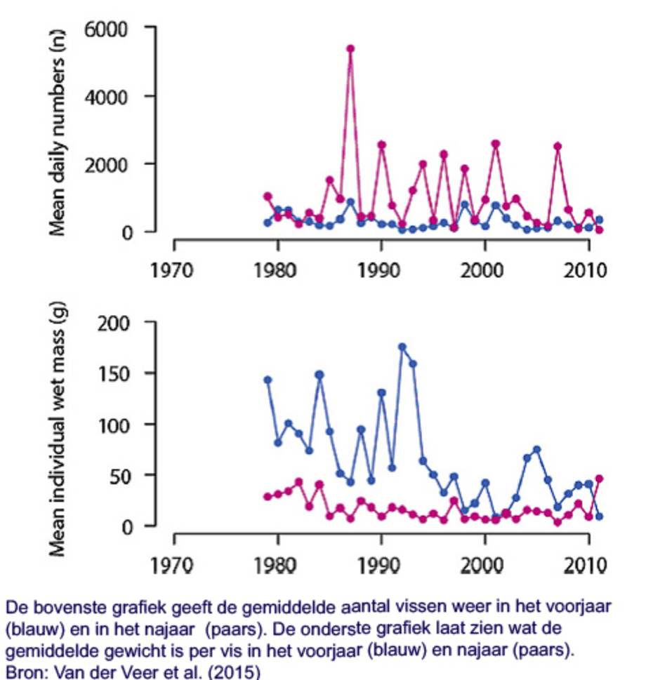 De bovenste grafiek geeft de gemiddelde aantal vissen weer in het voorjaar (blauw) en in het najaar  (paars). De onderste grafiek laat zien wat de gemiddelde gewicht is per vis in het voorjaar (blauw) en najaar (paars). Bron: Van der Veer et al. (2015)