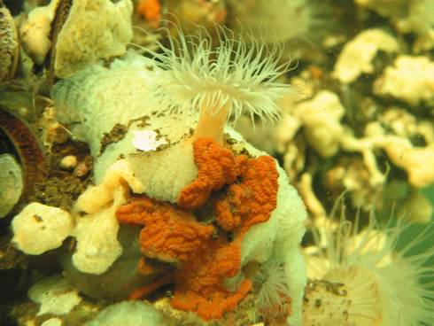 Voorbeeld van rijke onderwaternatuur: een schelpdierbank met slingerzakpijpen en zee-anjelier. Bron: Natuurmonumenten, Mark van Vliet