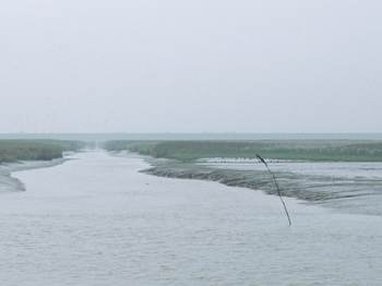 Slibrijke geulen in de Dollard/ Foto: beeldbank RWS, Rob Jungcurt.