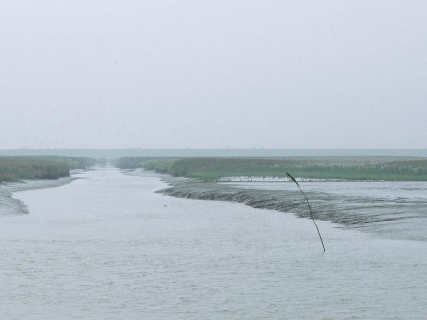 Slibrijke geulen in de Dollard/ Foto: beeldbank RWS, Rob Jungcurt.