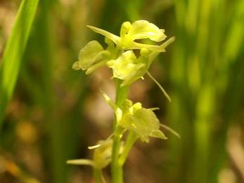 Groenknolorchis. Bron: Wikipedia
