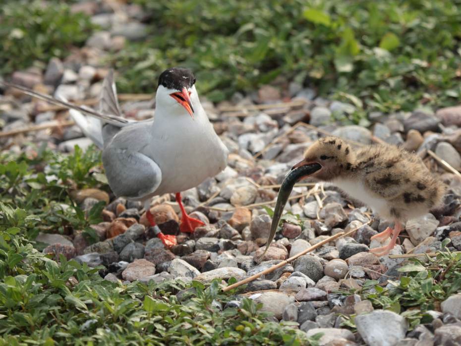 Een visdief met jong, nabij Wilhelmshaven. Foto: Sandra Bouwhuis