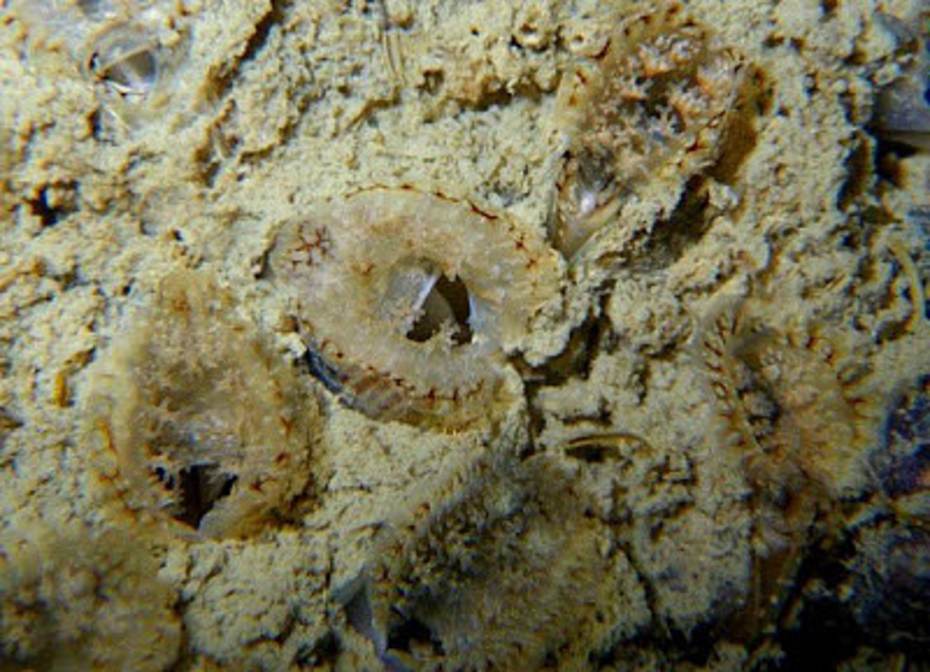 Japanse mossels. Foto: Loh Kok Sheng