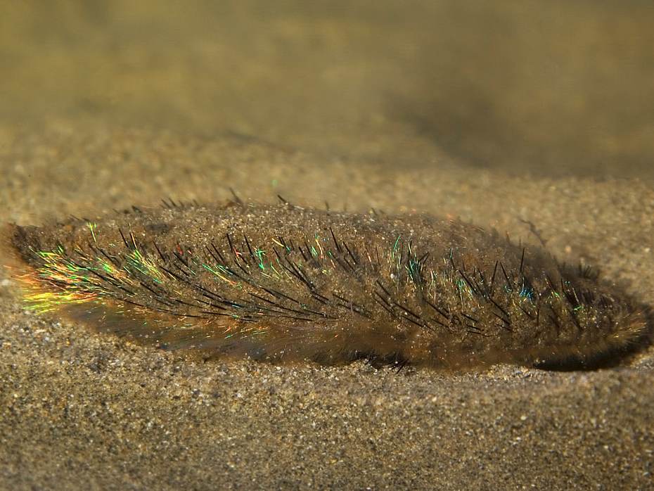 Iriserende effect van de trilharen van een Zeemuis. Foto: Wikimedia