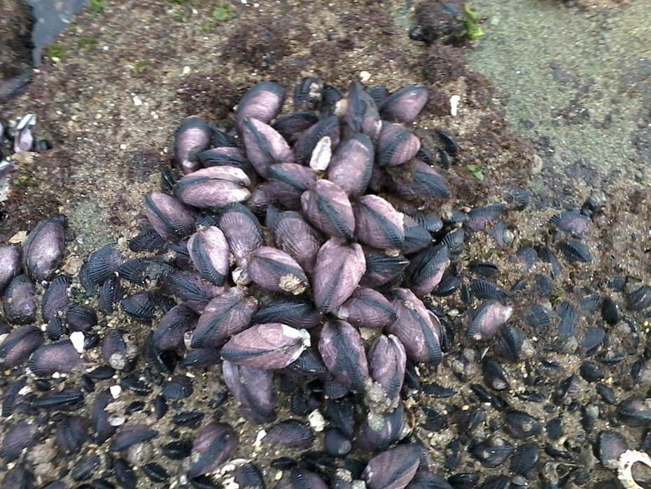 Mossel Perumytilus purpuratus voor de kust van Chili. Foto: Camila Sjara