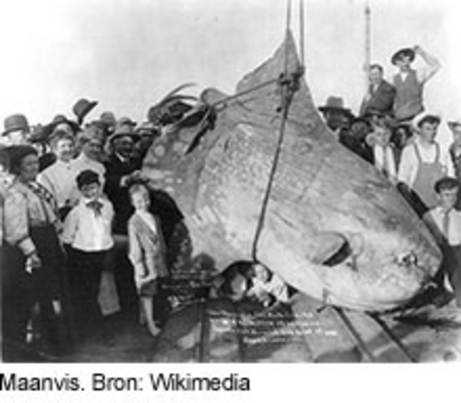 Maanvis. Bron: Wikimedia