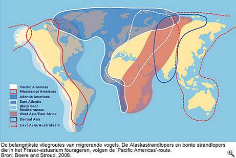 De belangrijkste vliegroutes van migrerende vogels. De Alaskastrandlopers en bonte strandlopers die in het Fraser-estuarium fourageren, volgen de 'Pacific Americas'-route. Bron: Boere and Stroud, 2006.