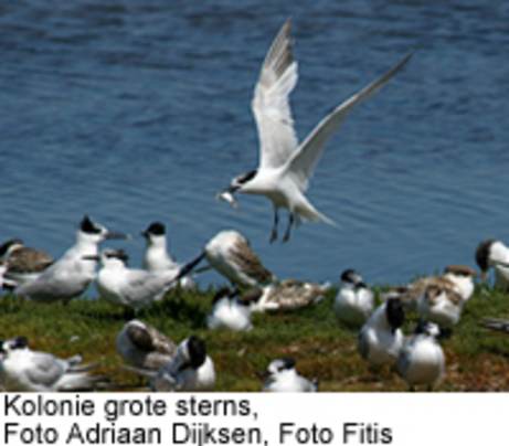Kolonie grote sterns, Foto Adriaan Dijksen, Foto Fitis