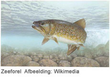 Zeeforel. Afbeelding: Wikimedia